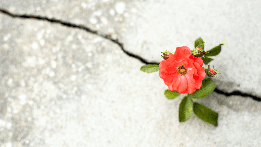 CB & Associates, Inc - Adaptable Plant in a Sidewalk Crack 