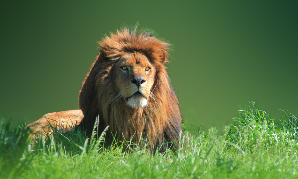 CB and Associates - Leadership-King-of-the-Jungle-Lion