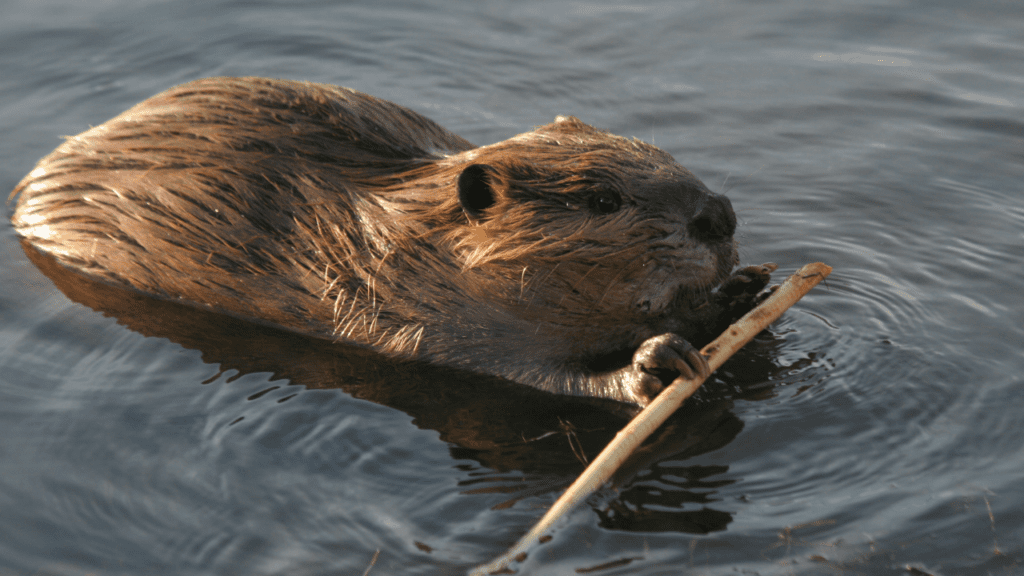 Beaver being productive - CB and Associates - Cost Effective Hiring Strategies