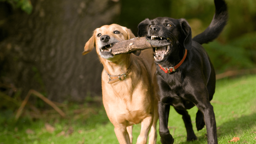 Building a High Performing Team - CB and Associates 