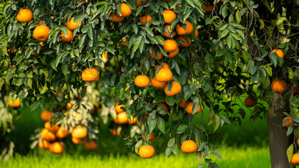 Ripe oranges hanging from tree branches with green leaves, set against a blurred green background.