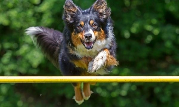 Agile Dog - CB & Associates