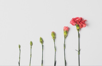 Six carnations in various stages of bloom, from buds to a fully open flower, arranged in a progression.